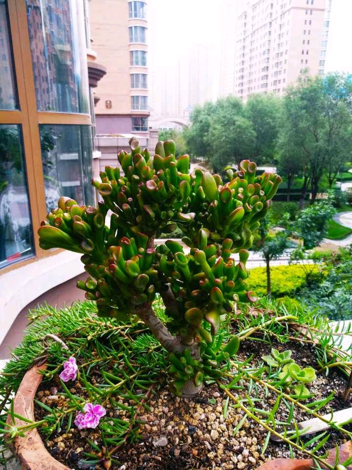 风水里最吉祥的花鸿运当头，镇宅最吉利的三种花