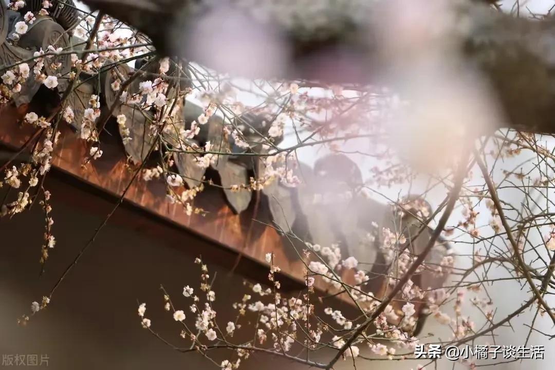 门口种什么树对风水不好，正对大门栽什么树好