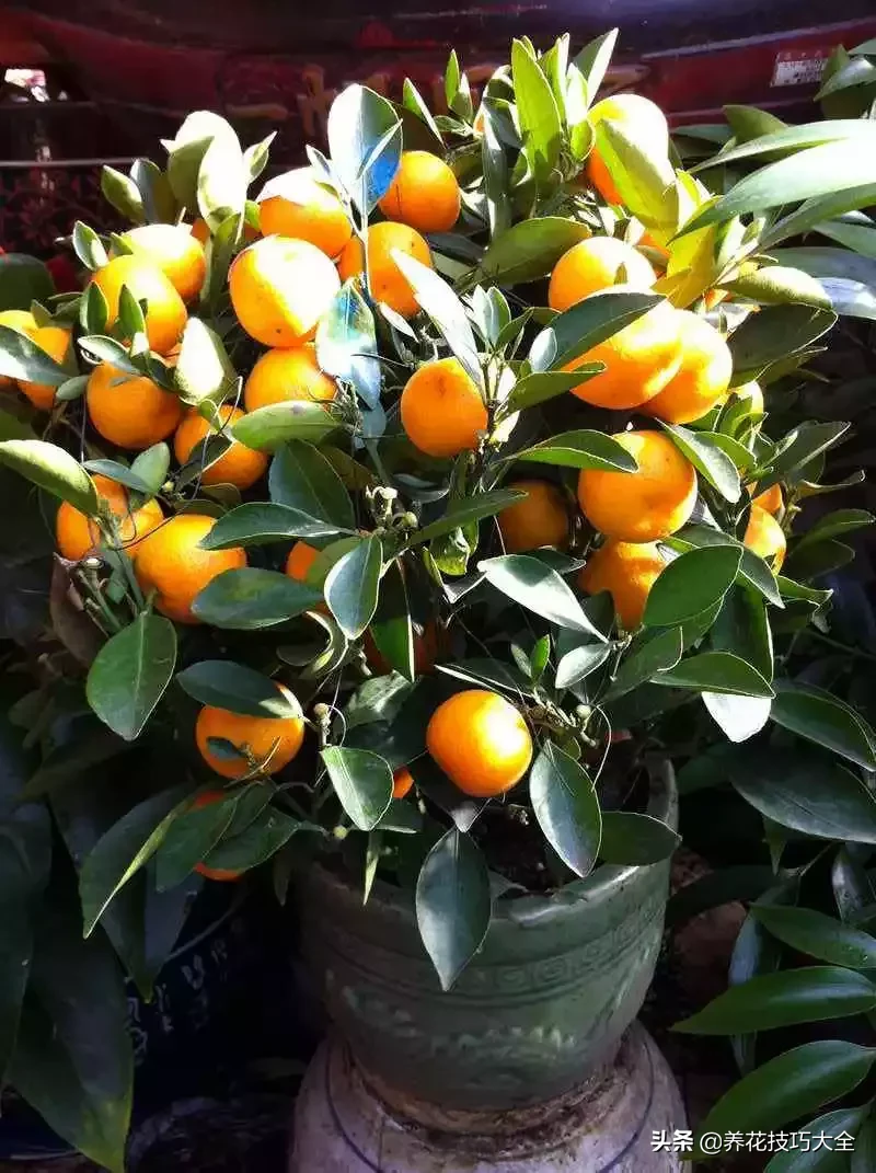 风水中最招财的果树秕杷，排名第一最好的镇宅树