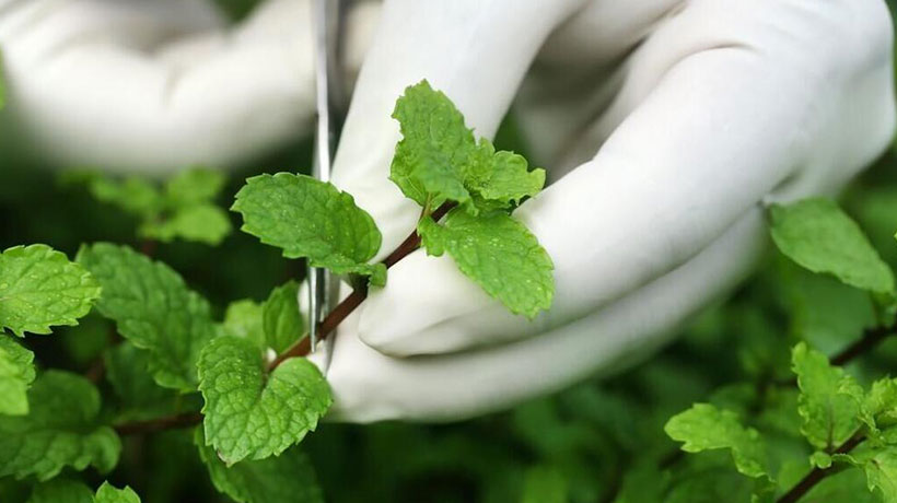 适合办公室养的绿植，办公室最旺风水植物