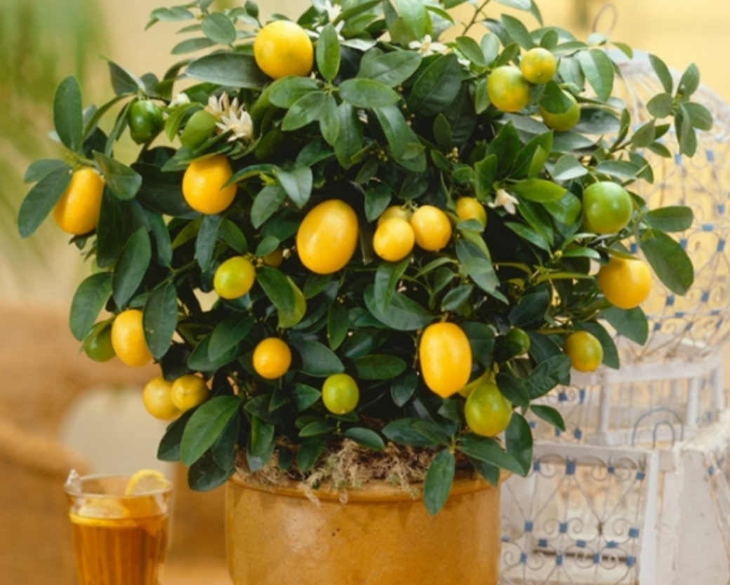 风水树哪种最好住宅，屋后种什么树最旺风水