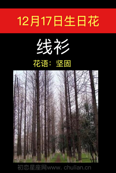 11月17日生日花，仙山杉月深是什么意思