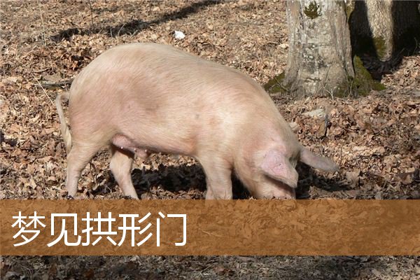 梦见拱形门解生肖，气球拱形门怎么做