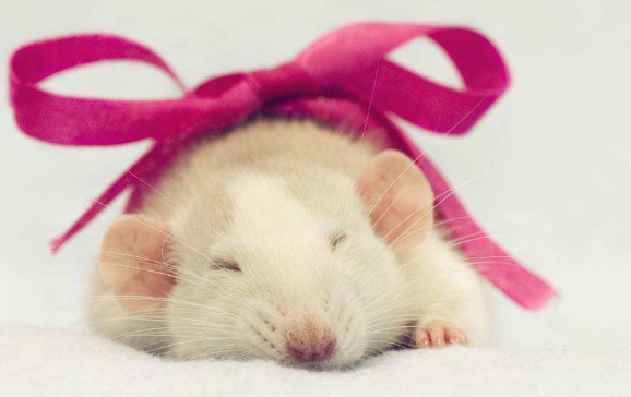 1996年五行属什么命，金木水火土五行查询表