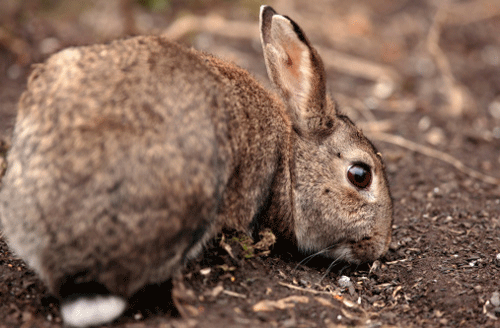 共和己卯年是哪一年,己卯年是一九几几年 共和己卯年是哪一年,己卯年是一九几几年