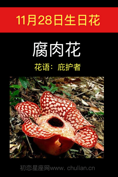 11月28日的生辰花，11月生日花是什么花
