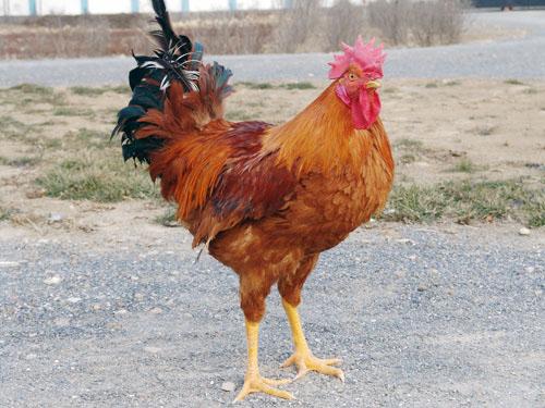 1993年五行属什么命，金木水火土五行查询表