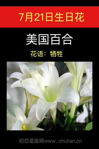 7月21日的生日花，在美国百合象征着什么