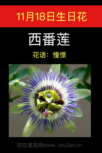 11月18号生日花，11月生日花是什么花