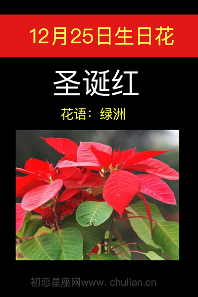 12.25生日花语，12月21日生日花