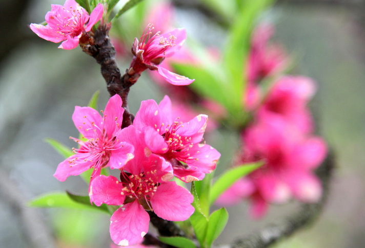 单身怎么旺桃花，招正缘桃花的方法