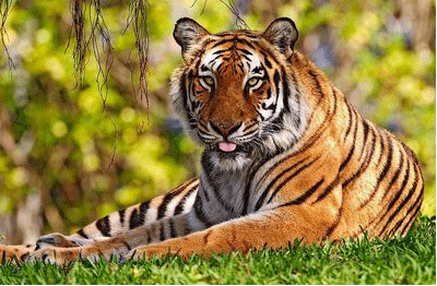 1986年五行属什么命，1986年属木还是火