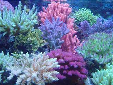 12月的诞生石，11月份是什么宝石