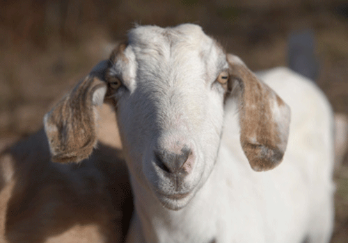 农历辛末年是哪一年,辛未年是一九几几年 农历辛末年是哪一年,辛未年是一九几几年