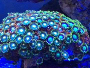 3月17日诞生石，珊瑚宫心海的生日