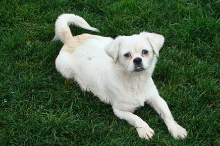 1994年五行属什么命,1994年是木命还是火命 1994年五行属什么命,1994年是木命还是火命