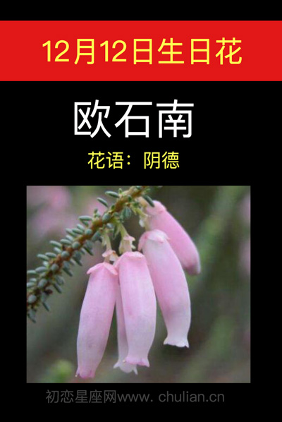 12月16日生日花，12月13日生日花