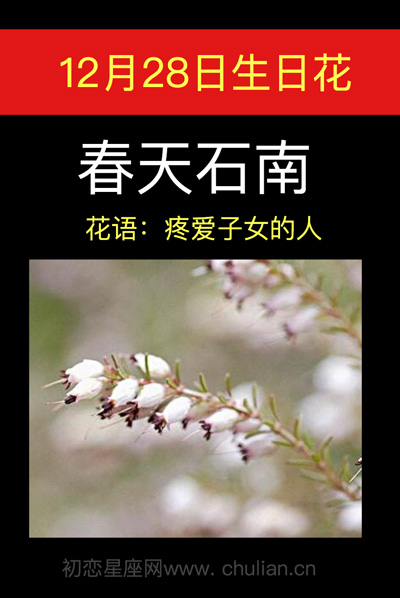 12月31生辰花，春天石南的图片