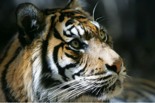 壬寅年是哪一年属什么，六十甲子口诀表