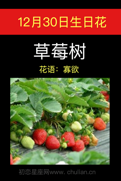 11月30日的生日花，12月21日生日花