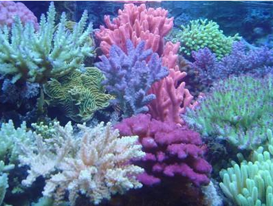 1月22日诞生石，九月生日是什么宝石