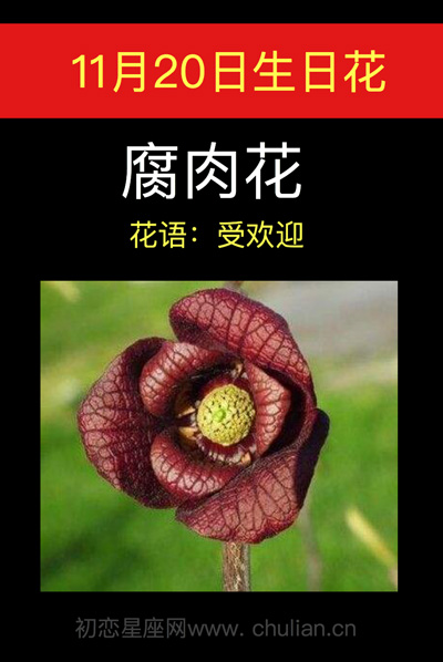 11月20日生辰花，10月15日生日花