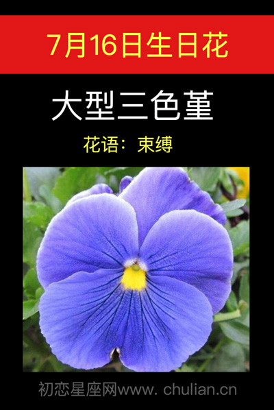 6月13日生日花，落日之雁与三色花月