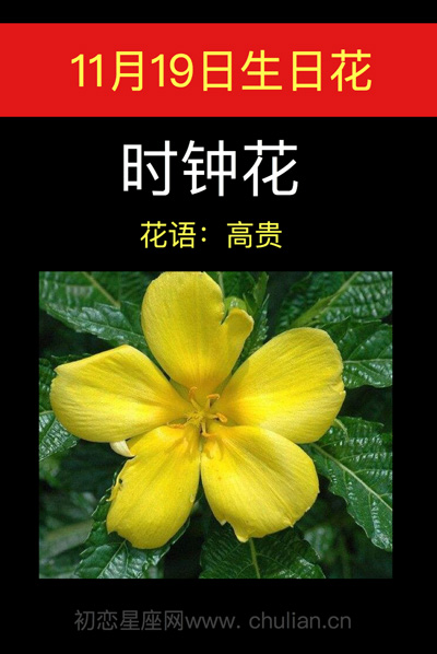 11月19日的生日花是什么，11月18日生日花