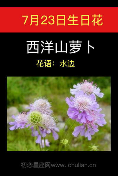 7月13日生日花，西洋果子jk是山吗