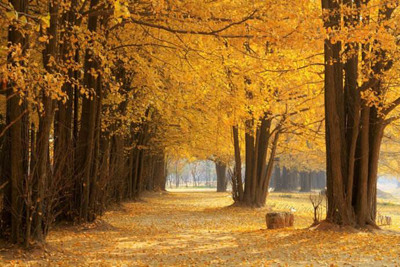 十二地支最深刻解读之申，十二地支为透气是什么意思