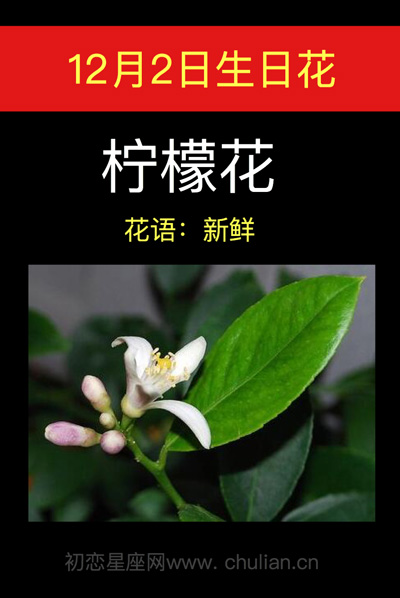 12月2日的生日花，1月2日生日花