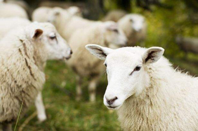 八字之四柱神煞，八字四柱神煞查询大全