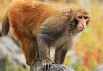 1980年五行属什么缺什么，1980年属金还是木