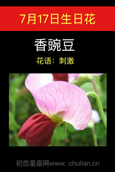 7月17日生辰花是什么花，7月生日花是什么花