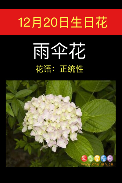 12月20日的生日花是什么花，10月21日生日花