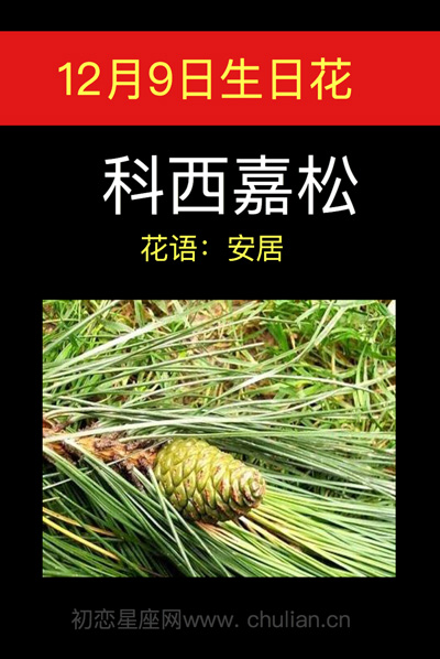 12月9日生日花科西嘉松，11月生日花是什么花