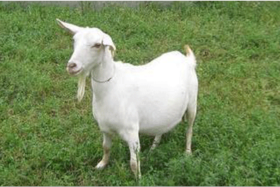 1979年五行属什么命，1979年是火命还是土命