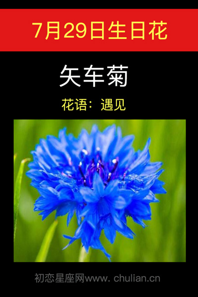 11月7日生日花万寿菊，7月27日是什么花