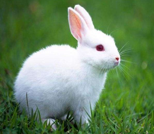 1999年五行属什么命，1999年是土命还是木命