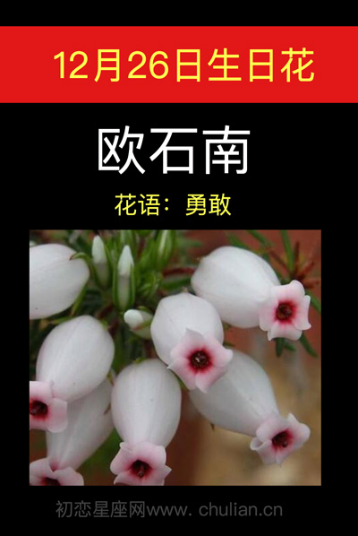 12月26日的生日花，12月13日生日花