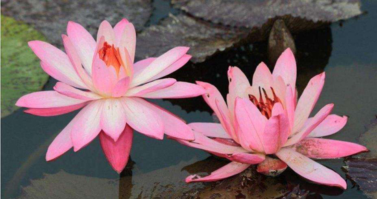 农历初三出生的人命运如何，农历初九出生的女人命运