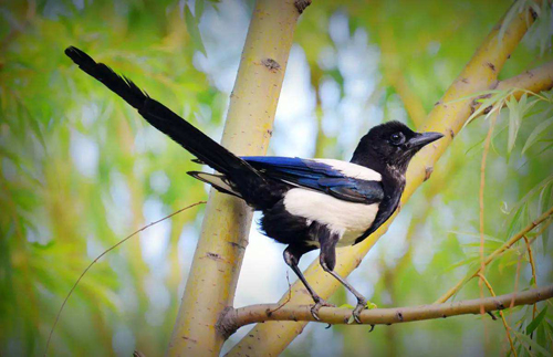 喜鹊叫是吉凶，鸟叫时间吉凶预兆