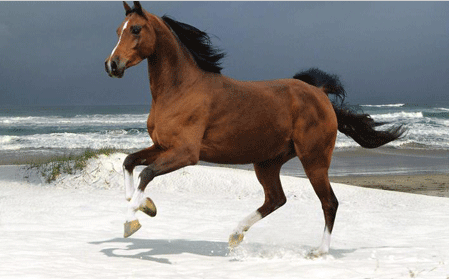 1990年五行属什么命，1990年到底是金还是土