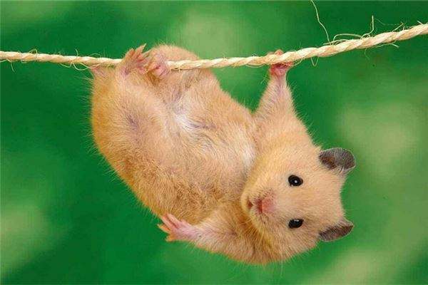 2023年是庚子年五行属什么，庚子年五行属金还是土