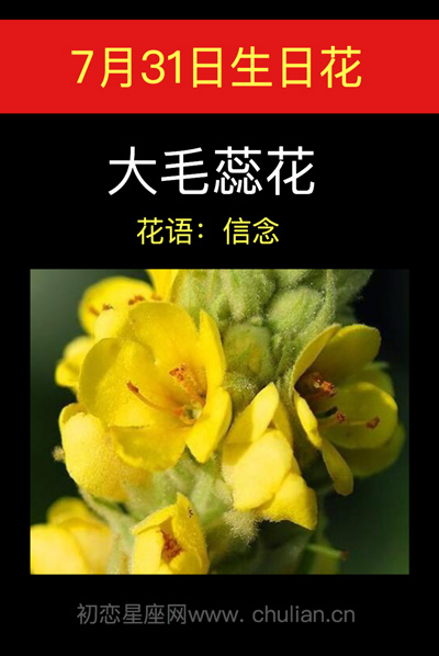 7月31日的生日花，7月生日花是什么花