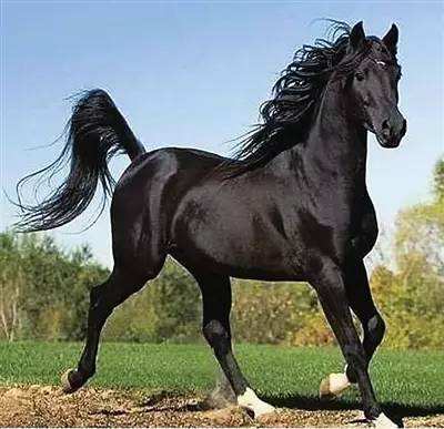 2002年五行属什么命，2002年是木命还是水命