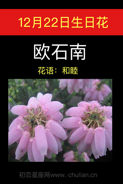 12月26日生日花，12月21日生日花