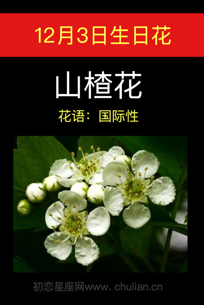 12月3日生辰花，11月3日生日花