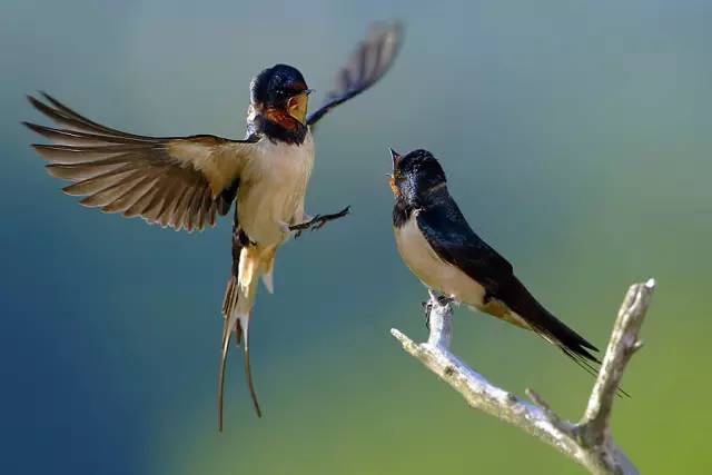 动物进宅预兆什么，龙是哪九种动物组成的