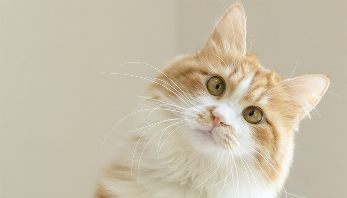 梦见我家猫生了三只小猫(梦见猫下崽是吉兆吗)